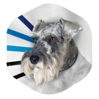 KONG EZ Clear Elizabethan Medical Collar for Cats & Dogs - Large