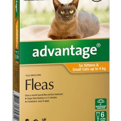 Advantage For Kittens & Small Cats (Up To 4kg) - 6 Pack