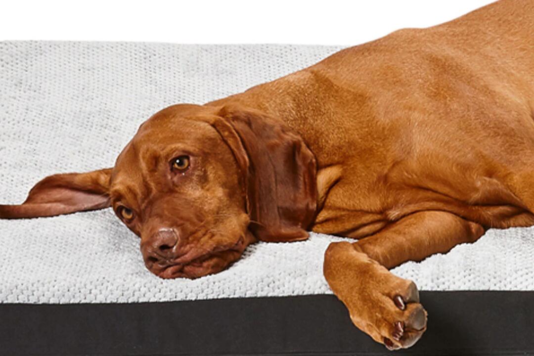 Snooza Dog Bed Covers Plush Orthobed Cover - XL