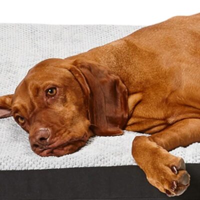 Snooza Dog Bed Covers Plush Orthobed Cover - L